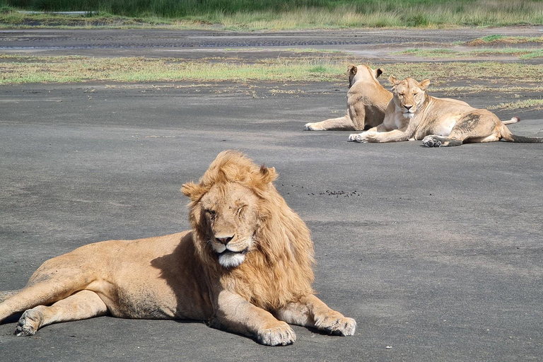 Vanuit Arusha: De 4-daagse safari-expeditie naar Tarangire &amp; Ndutu