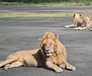 From Arusha:The 4-Day Safari Expedition to Tarangire & Ndutu