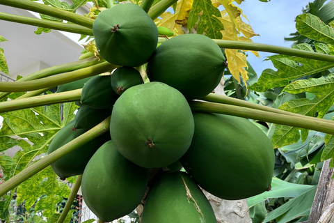Madeira: Banana Plantation Guided Tour with Tasting