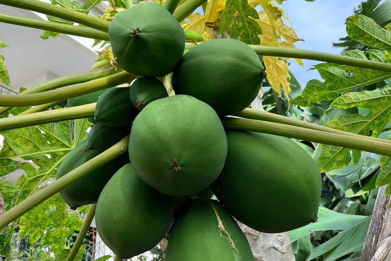 Madeira: Banana Plantation Guided Tour with Tasting