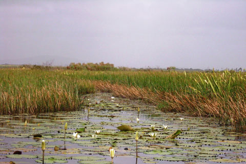 Pantano de Nariva: Experiencia de observación de monos