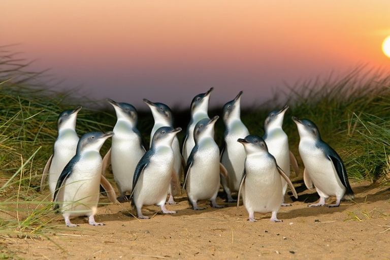 墨尔本蒸汽火车+企鹅观赏+亚拉谷葡萄酒巧克力之旅墨尔本企鹅游行、亚拉河谷葡萄酒美食与考拉之旅