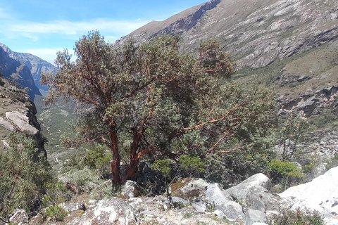 Laguna Rocutuyoc and Honkopampa Ruins Private Service