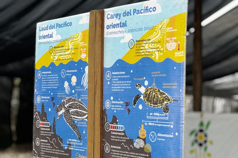 Puerto Escondido: Unforgettable Turtle Release Experience