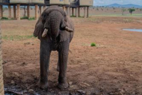 Mombasa/Diani: 2-Day 1 Night Safari to Salt Lick Lodge