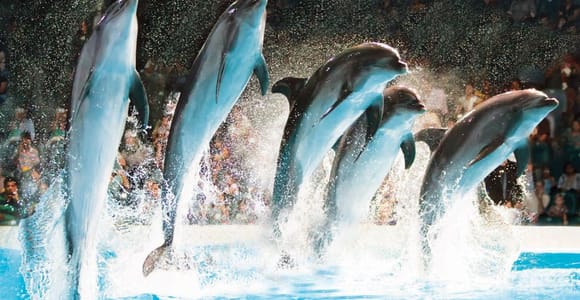 Dubai: Dubai Dolphinarium Dolphin, Seal & Bird Show Tickets