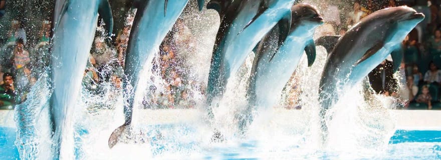 Dubai: biglietti per lo spettacolo con delfini, foche e uccelli al Dubai Dolphinarium