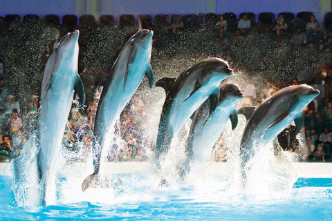 Dubai: Dubai Dolphinarium Dolphin and Seal Show Ticket Dolphin and Seal Show (Standard)