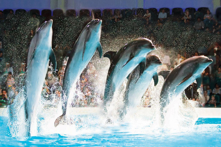 Dubai: Dubai Dolphinarium Dolphin, Seal &amp; Bird Show TicketsDolphin and Seal Show (Standard)