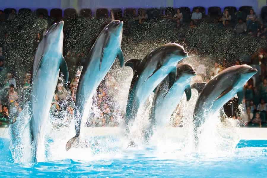 Dubai: Dubai Dolphinarium Delfin-, Robben- und Vogelschau Tickets. Foto: GetYourGuide