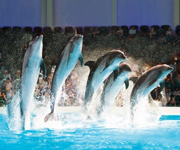 Dubai Dolphinarium Dolphin, Seal & Bird Show Tickets