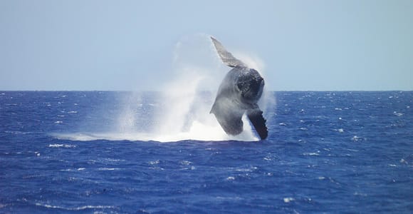 Honolulu: Premier Whale Watching Cruise with Breakfast