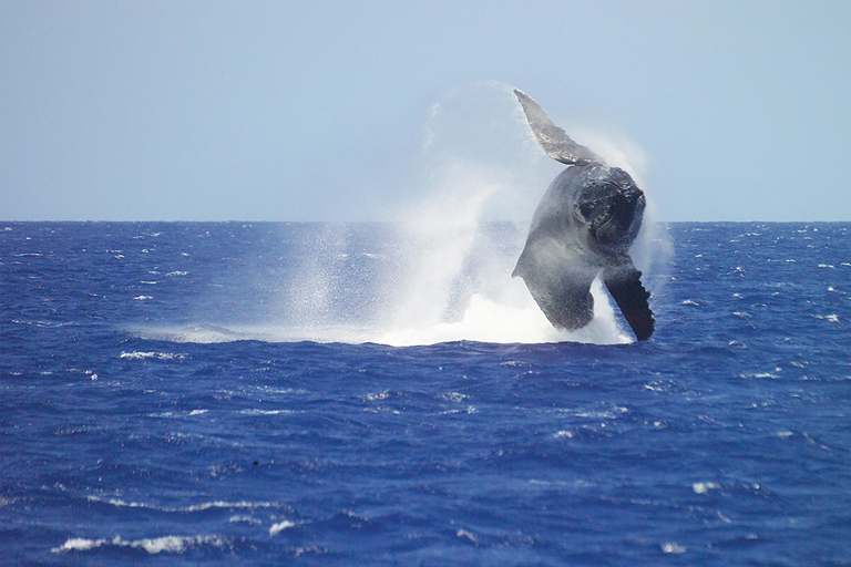 Honolulu: Whale Watching Cruise with Breakfast Whale Watching Cruise w/Breakfast with Waikiki Transfer