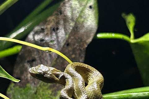 Visite nocturne de La Carpintera : La faune nocturne de San José