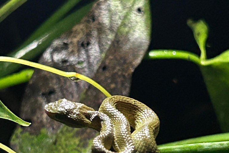 Visite nocturne de La Carpintera : La faune nocturne de San José