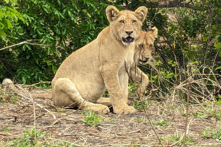 Arusha: 4 giorni di safari nel Serengeti e nel cratere Ngorongoro