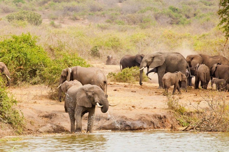 7 jours de safari de luxe en Ouganda (gorilles, chimpanzés et faune)
