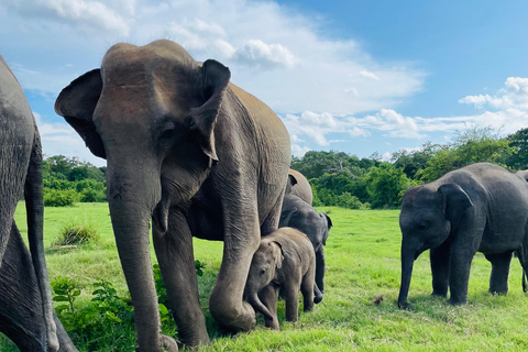 Minneriya National Park: Elephant Watching Safari with Guide Minneriya National Park: Sunrise Elephant Safari with Guide
