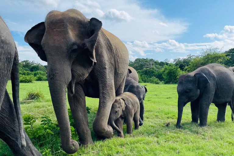 Minneriya National Park: Elephant Watching Safari with Guide Minneriya National Park: Sunrise Elephant Safari with Guide