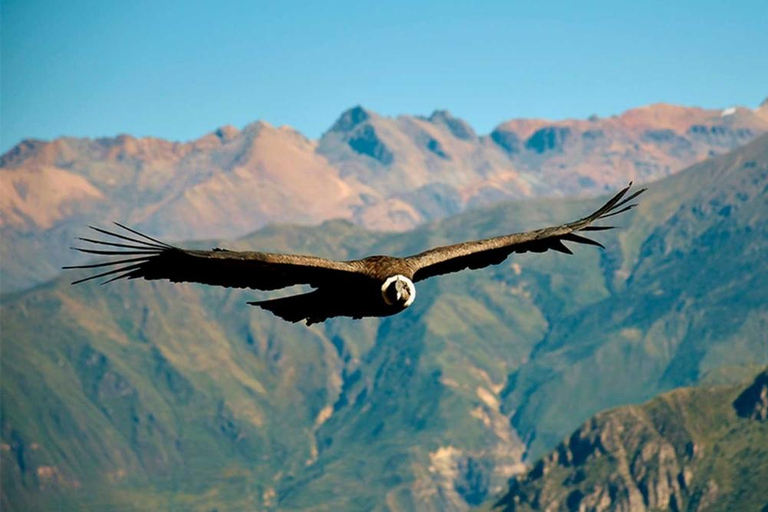 Chivay + the Colca Canyon lookout point - Condors