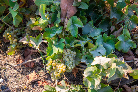 Santorini: Private Wine Tasting at Pagonis Estate Santorini Wine Tasting A Unique Experience of 10