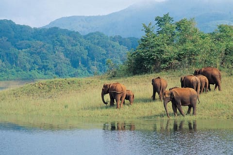 Overnight Periyar Wildlife & Nature Escape Guided Tour