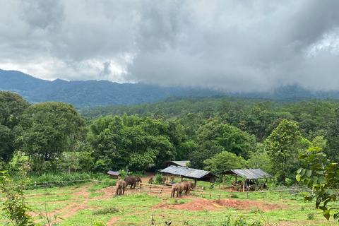 Chiang Mai: Elephant Dream Project Sanctuary - Half-Day