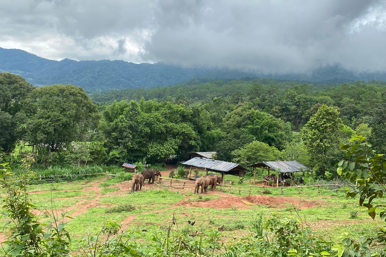 Chiang Mai: Elephant Dream Project Sanctuary - Half-Day