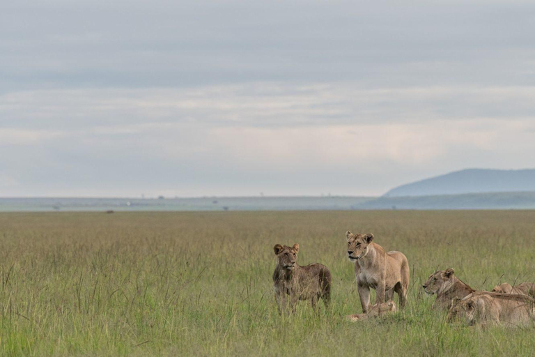 7 giorni di safari urbano e nella savana in Kenya