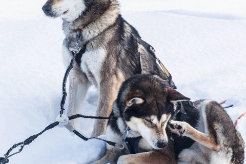 Levi: 5 km di slitta trainata da husky a LeviSirkka: 5 km di slitta trainata da Husky a Levi