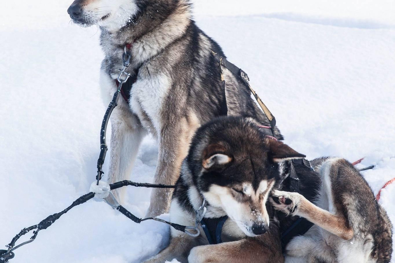 Levi: 5 km di slitta trainata da husky a LeviSirkka: 5 km di slitta trainata da Husky a Levi