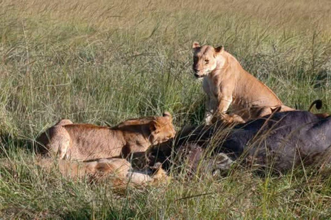 Nairobi: Amboseli National Park Day Trip with Lunch Luxury Landcruiser Option