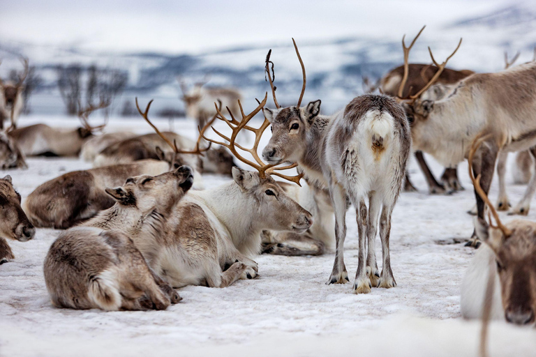 Tromsø: Reindeer Feeding & Sami Culture Express