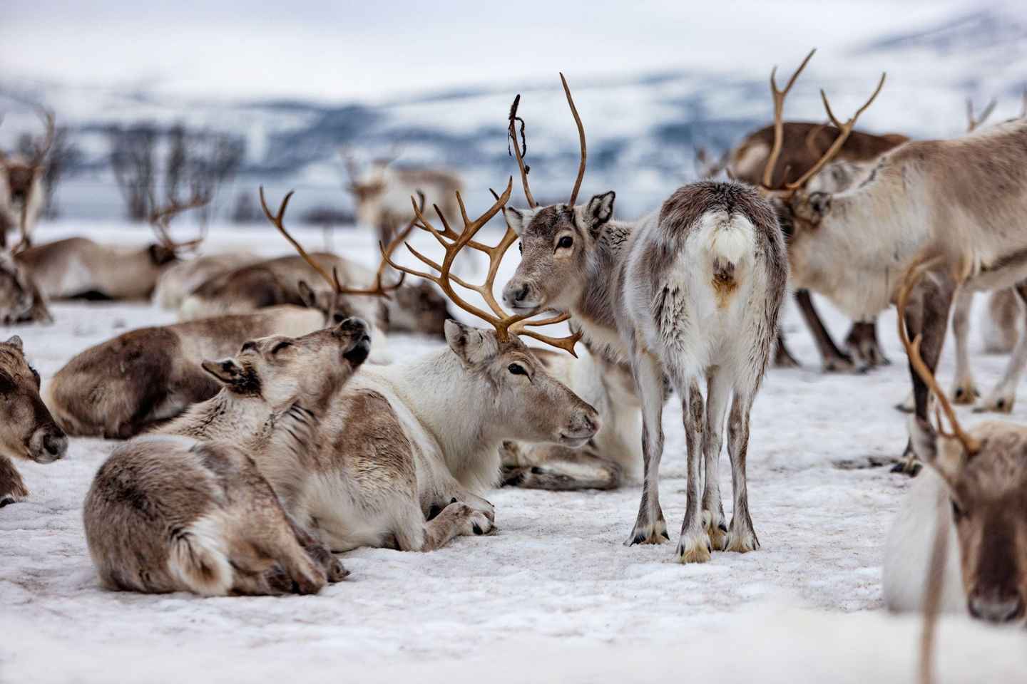 Tromsø: Tour Culturale Sami e Pranzo con Renne