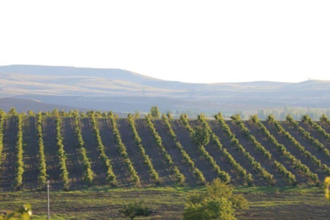 Ankara: Kavaklıdere Winery Tour and Wine Tasting Shared group Kavaklıdere Winery Tour and Wine Tasting