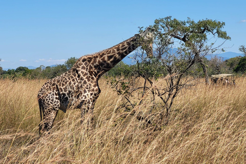 "Avventura Safari Mikumi di 3 giorni: Da Zanzibar in traghetto!