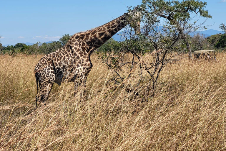 "Avventura Safari Mikumi di 3 giorni: Da Zanzibar in traghetto!