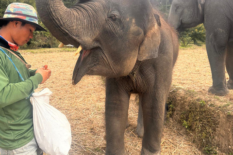 Chiang Mai : Visite de deux jours du sanctuaire du Temple des éléphants