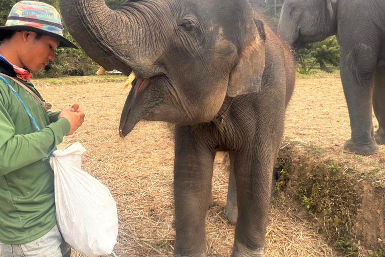 Chiang Mai : Visite de deux jours du sanctuaire du Temple des éléphants