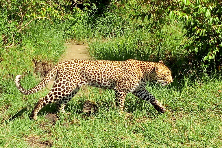 Safari dans le Kenya sauvage Explorez Amboseli, Tsavo Ouest et Tsavo Est 4 joursSafari sauvage au Kenya : découvrez Amboseli, Tsavo Ouest et Tsavo Est en 4 jours