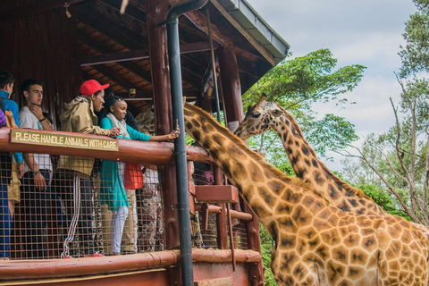 Langata: Rare Rothschild Giraffes Feeding Experience
