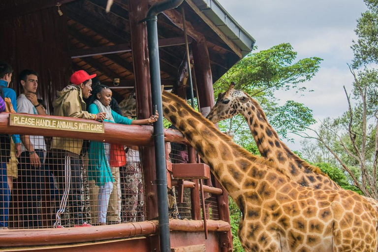 Langata: Rare Rothschild Giraffes Feeding Experience