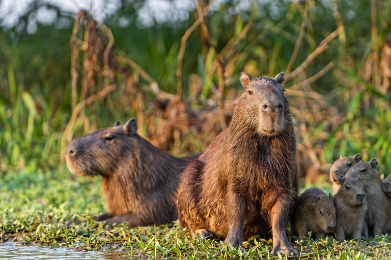 From Cusco: Manu National Park 4-Day Wildlife Expedition
