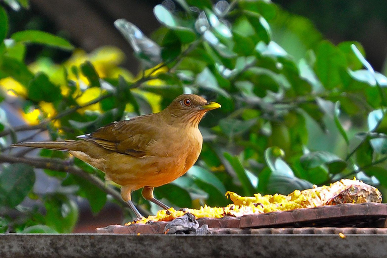 Carara National Park: Best Tour Carara National Park-One Day