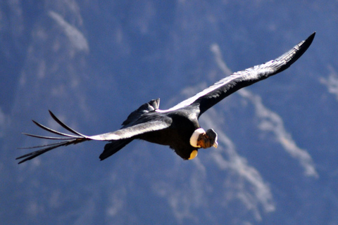 From Arequipa: 2-day Colca hike, meals includedcaminhada