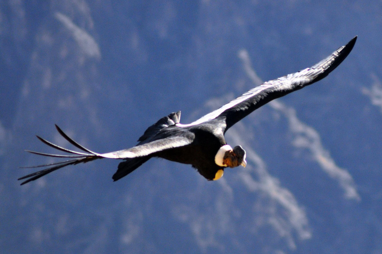 From Arequipa: 2-day Colca hike, meals includedcaminhada