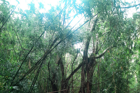 Hawaiian Waterfall Hike