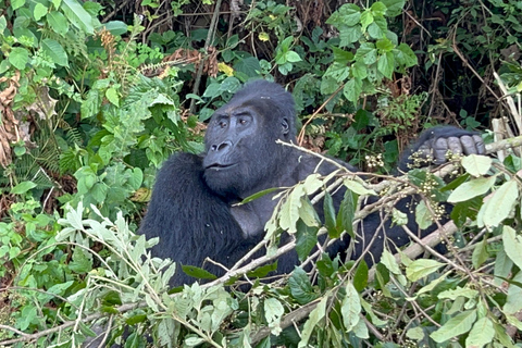 3-Day Congo (DRC) Lowland Gorilla Tracking from Rwanda English