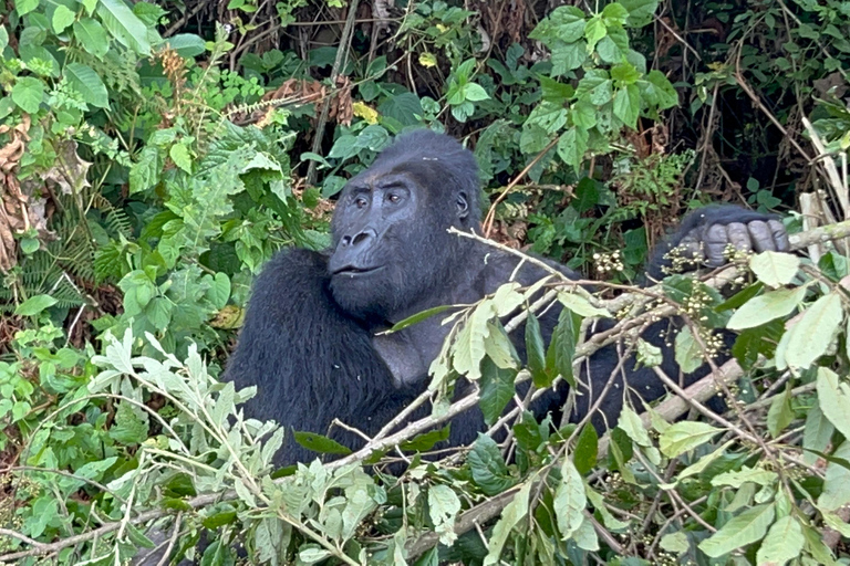 3 giorni di inseguimento dei gorilla di pianura del Congo (RDC) dal Ruanda3 giorni in Congo (RDC) per l&#039;inseguimento dei gorilla di pianura dal Ruanda