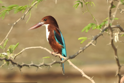 贾瓦伊：猎豹巡游与野生动物探秘之旅贾瓦伊：豹猎游与野生动物体验